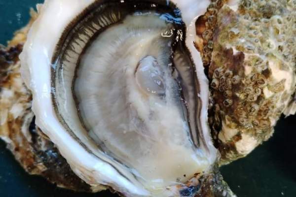 Huitres-le-cain-Noirmoutier-0