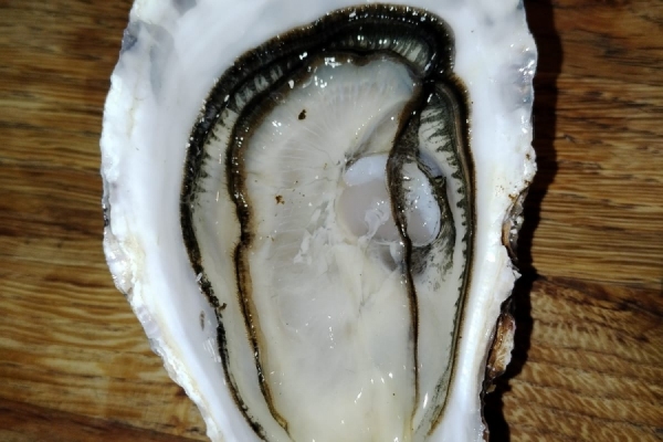 Huitres-le-cain-Noirmoutier-02