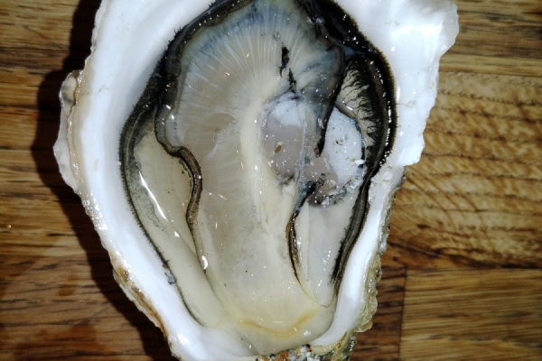 Huitres-le-cain-Noirmoutier-03