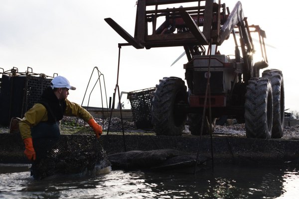 FRANCE - SEA - OYSTER FARMER BEFORE CHRISTMAS