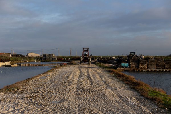 FRANCE - SEA - OYSTER FARMER BEFORE CHRISTMAS
